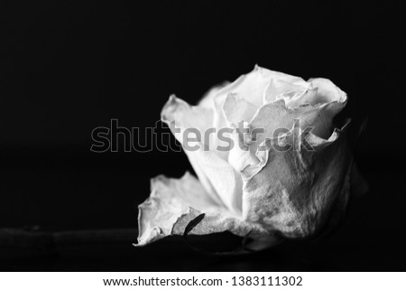 Dry white rose on a black background close up. Black and white