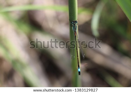 A beautiful dragonfly on a plant