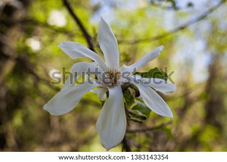 Magnolia tree flower. White bud on the branch.
