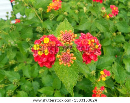          Beautiful flowers, orange and yellow, with exotic and psychedelic forms. A bright, well-focused image with vivid and luminous colors. High quality.