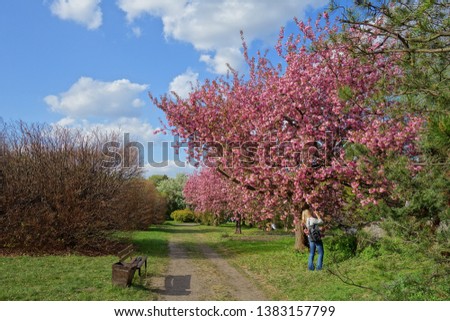 Pink flowering tree over nature background -  prunus serrulata - Spring tree - young woman is taking a picture