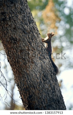 Squirrel climbing a tree, Granada, Spain