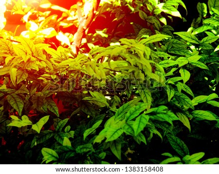 Plants, natural green plants, visible fibers on the leaves The background of the sun shines beautifully after heavy rain.