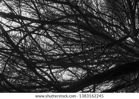Black and white structural framework of tree branches without leaves