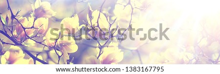 magnolia blossom spring garden / beautiful flowers, spring background pink flowers