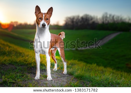 Portrait of a red basenji standing at sunset in a green field for a walk in the summer. Basenji Kongo Terrier Dog.  Royalty-Free Stock Photo #1383171782