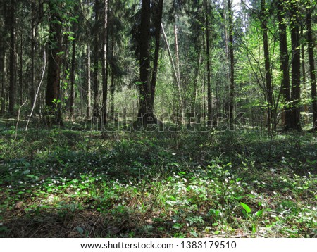 Spring forest flowers blooming in the dense forest