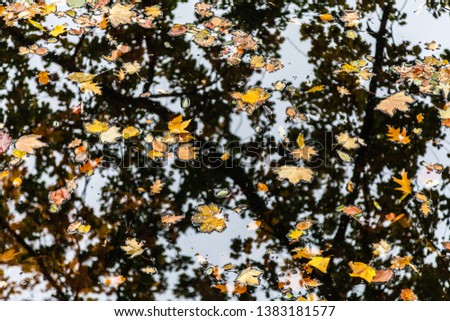 foliage river autumn fall golden 