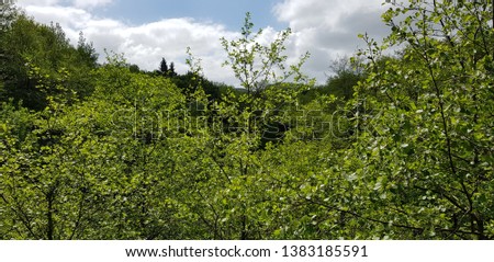 
Forest trees and sky in spring