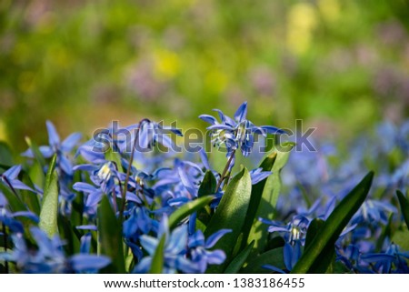 Bluebells. Primroses in the garden.  Flowering in the garden.