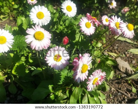 Daisy garden flower blooms spring Royalty-Free Stock Photo #1383190772