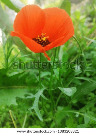 Poppy red on grass background