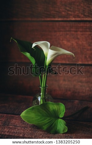 white flower in a glass vase, with green fresh leaves on a brown background, still life, picture, in the foreground a green leaf, general plan