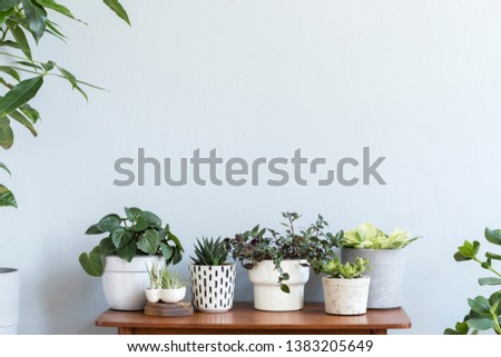 Stylish scandinavian interior with design commode and beautiful composition of plants in different hipster pots. Modern home decor. Gray background wall. Minimalistic concept. Template. Home garden.