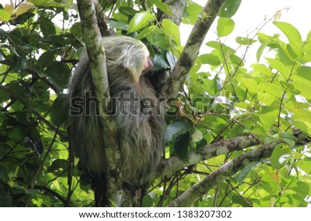 Sloth Sanctuary in La Fortuna, Costa Rica
