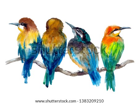 Watercolor cute birds on the white background.