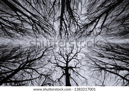 Trunks and geometric tree branches