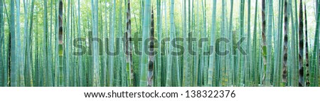 Young Bamboo forest, with some new bamboo shoots.
