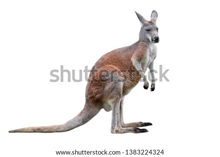 Male kangaroo isolated on white background. Big kangaroo full lengths, side view. The kangaroo is a marsupial from the family Macropodidae.