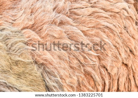 Animal cute background view. Close up to Sheep's fluffy wool White or brown color mixed on wallpaper. Dirty fur of Mammal.