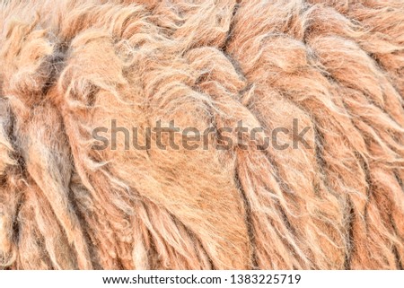 Close up to Sheep's fluffy wool White or brown color mixed on wallpaper. Dirty fur of Mammal. Animal cute background view. 