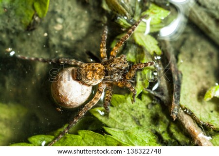 A female wolf spider carries her egg sac through the undergrowth