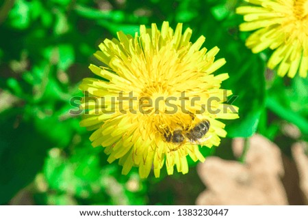 Bee on Beautiful yellow dandelion in bright sunlight, Background image