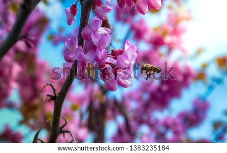 A close-up of pink flowers on Judas tree with bees working and sun shining brightly in spring, in soft focus in the background. - Image