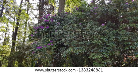 
Lilac flowers of green leaves in the forest