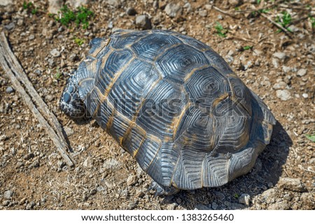common tortoise, Testudo graeca, walking around on the forest floor of the Pine forest - Image