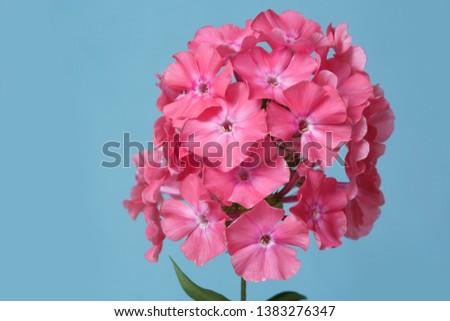 A branch of pink phloxes isolated on a blue background.