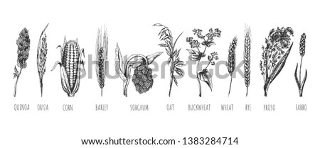 Vector hand drawn set of cereals ears. Wheat, rye, oat, barley, proso millet, farro, quinoa, corn maize, buckwheat, oryza, rice, sorghum. Isolated on white background. Royalty-Free Stock Photo #1383284714