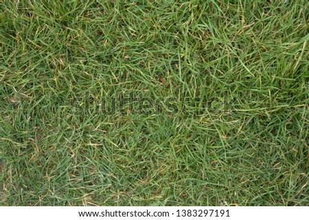Turf lawn green ground background texture
