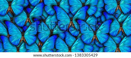 Beautiful natural background with a lot of vibrant blue butterflys. Photo collage art work. A high resolution