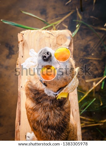 Chihuahua wearing sunglasses and straw hat sits on a bench by the river enjoying the sun. Fashionable dog in a hat and glasses resting on the beach