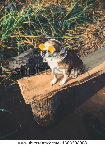 Chihuahua wearing sunglasses and straw hat sits on a bench by the river enjoying the sun. Fashionable dog in a hat and glasses resting on the beach