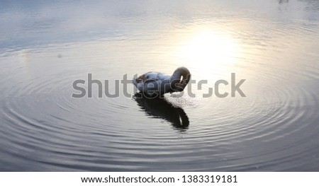 A beautiful swan floating on a lake.