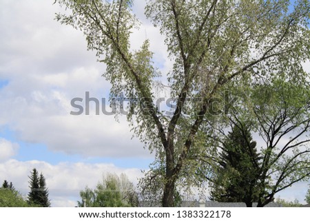 trees on a cloudy sky