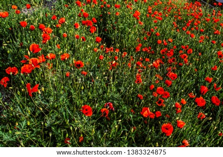 Wild little red poppies in the spring evening on the meadows in the Ararat valley in Armenia.