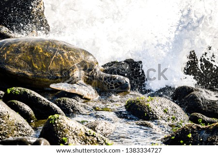 Turtle in Ocean Waves on Rocks on Beach