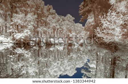 White trees in a frozen landscape reflect in the water