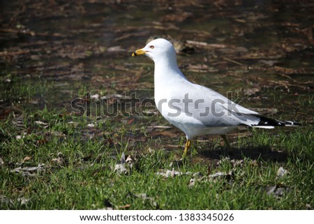 Sea Gull looking for worm