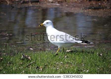 Sea Gull looking for worm