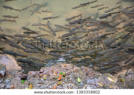 Mahseer barb fish in shallow water from the waterfall with rocks around.