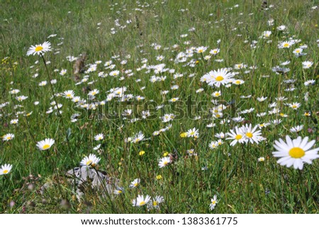alpine meadow with blossoming ox-eye daisy (Leucanthemum vulgare) at the bavarian alps, Germany