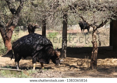 A picture of Gaur (Indian bison) 