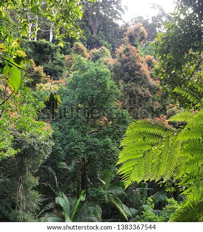 rainforest trees screensaver subtropical outdoor 