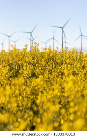 Beautiful yellow canola plants in the nature