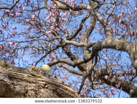 Yellow Easter egg hidden on the branch of a budding magnolia tree in spring.