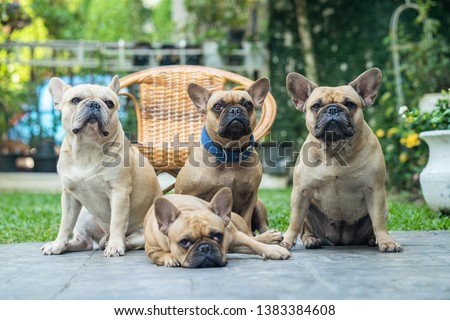 French bulldogs take picture with little girl in the garden.